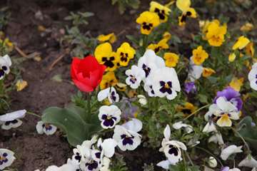 بهار دانشگاه 1399